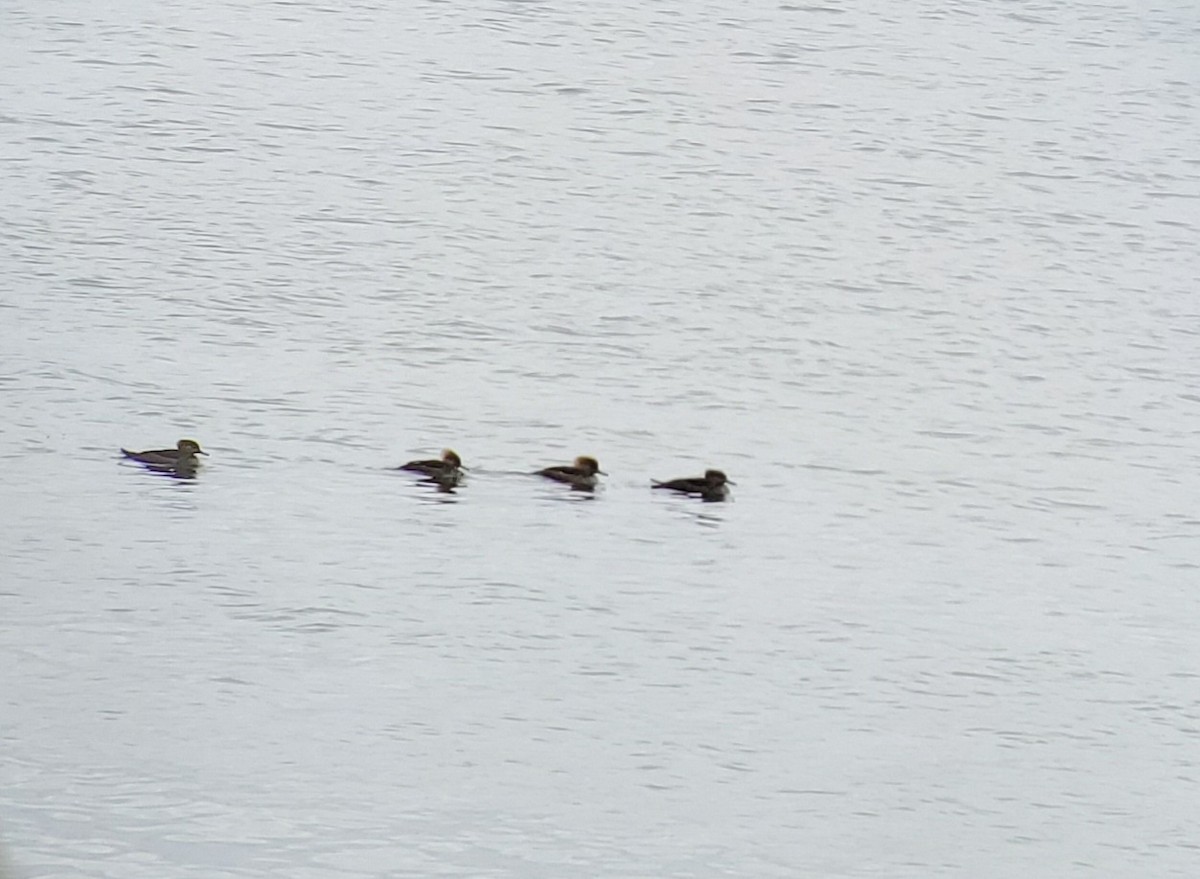 Hooded Merganser - ML525900641