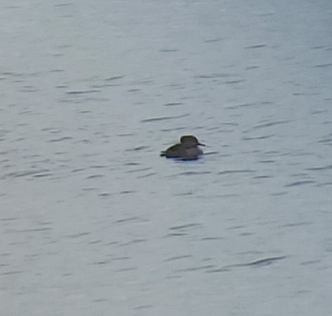 Hooded Merganser - ML525900721