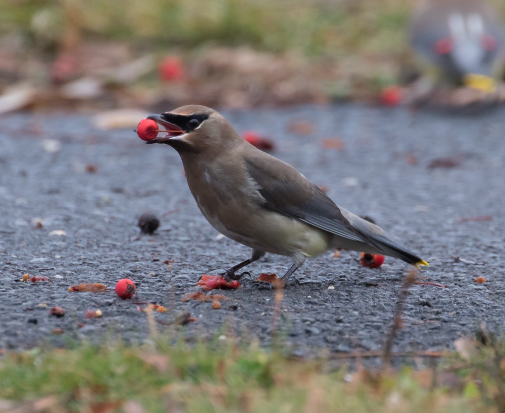 Cedar Waxwing - ML525900831