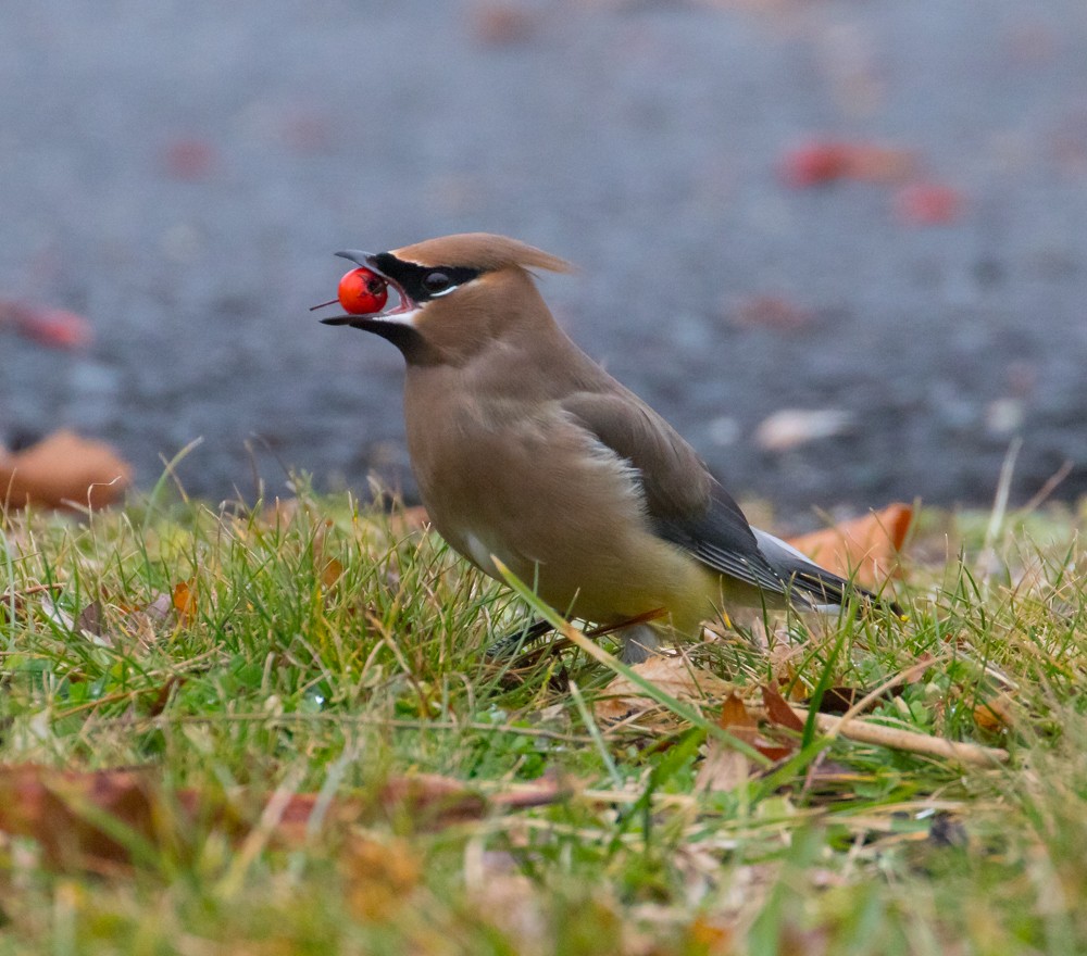 Cedar Waxwing - ML525900841