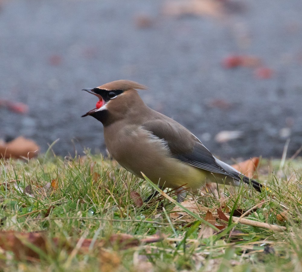 Cedar Waxwing - ML525900851