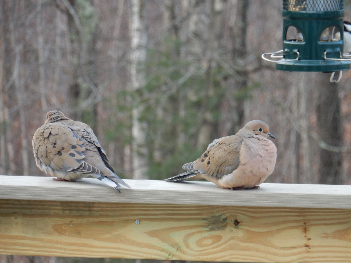 Mourning Dove - ML525902561