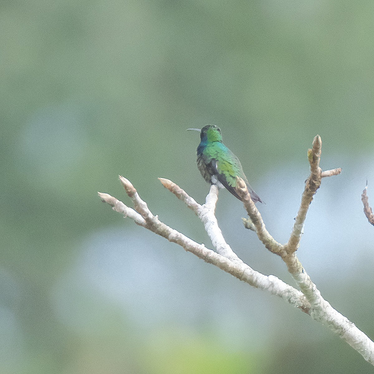 kolibřík tropický - ML525902661