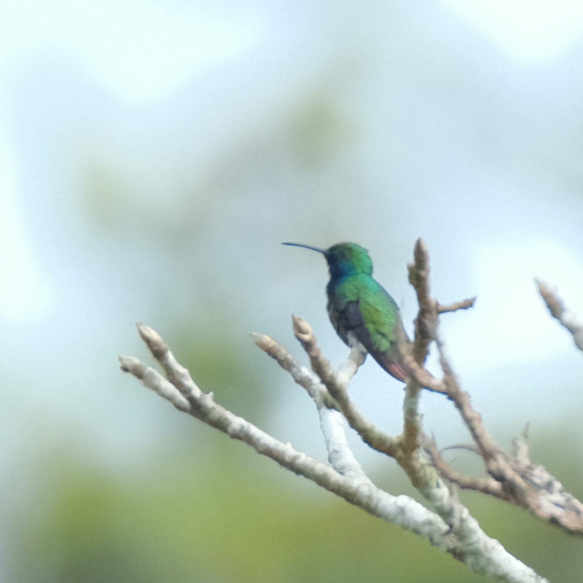 kolibřík tropický - ML525902671