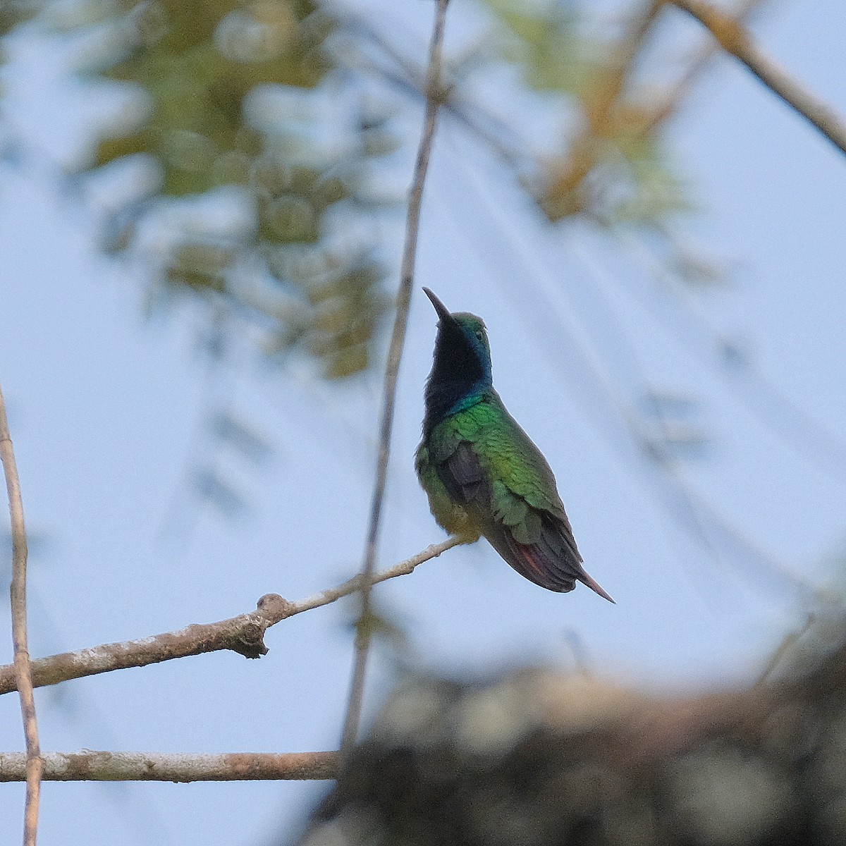 kolibřík tropický - ML525902681