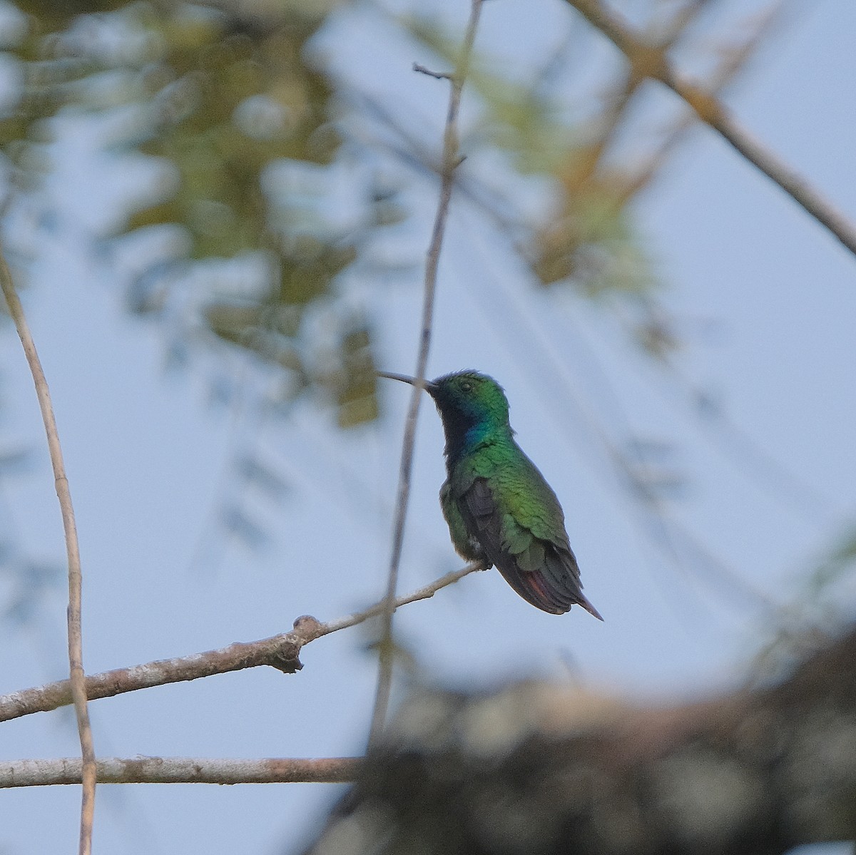 kolibřík tropický - ML525902691