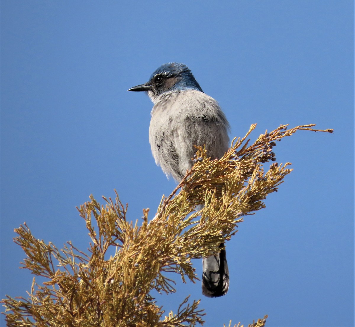 Woodhouse's Scrub-Jay - Sandy Beranich