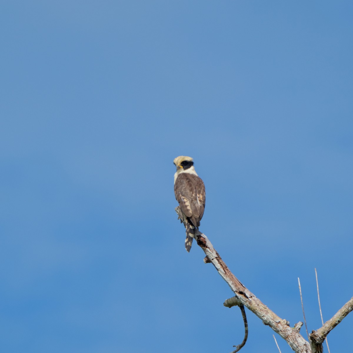 Laughing Falcon - Jean-Marc Emery