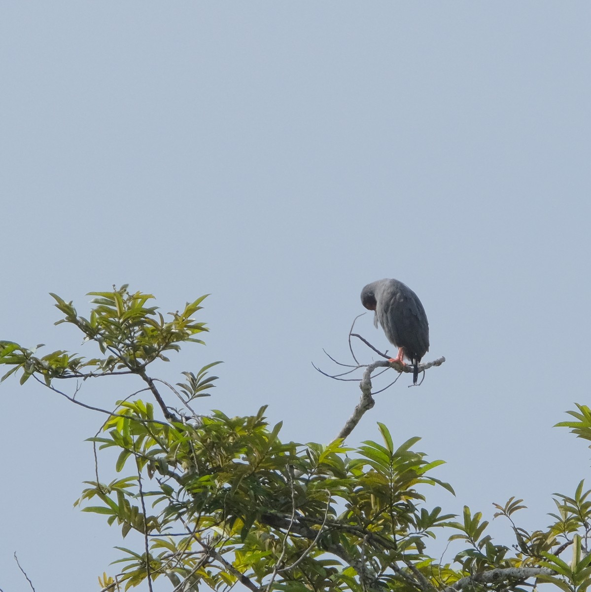 Slate-colored Hawk - ML525903731