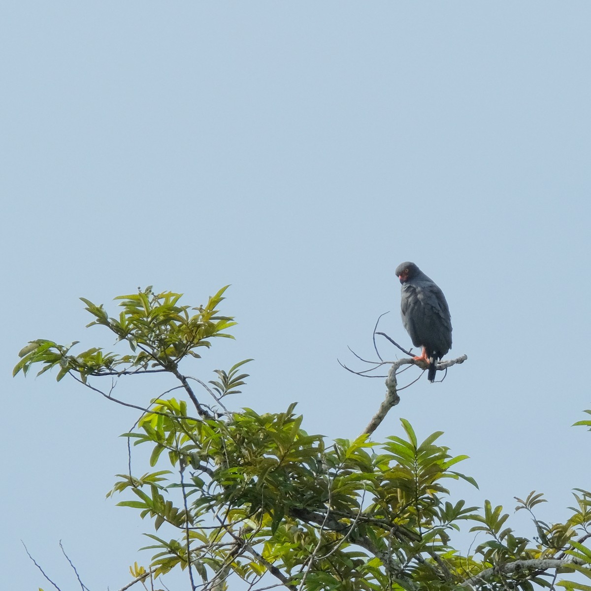 Slate-colored Hawk - ML525903801