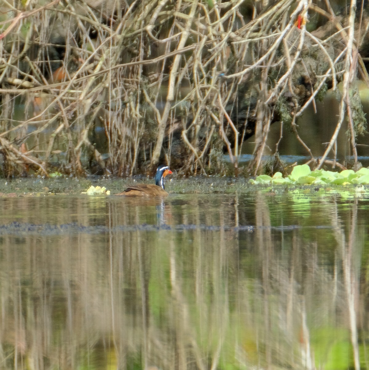 Sungrebe - Jean-Marc Emery