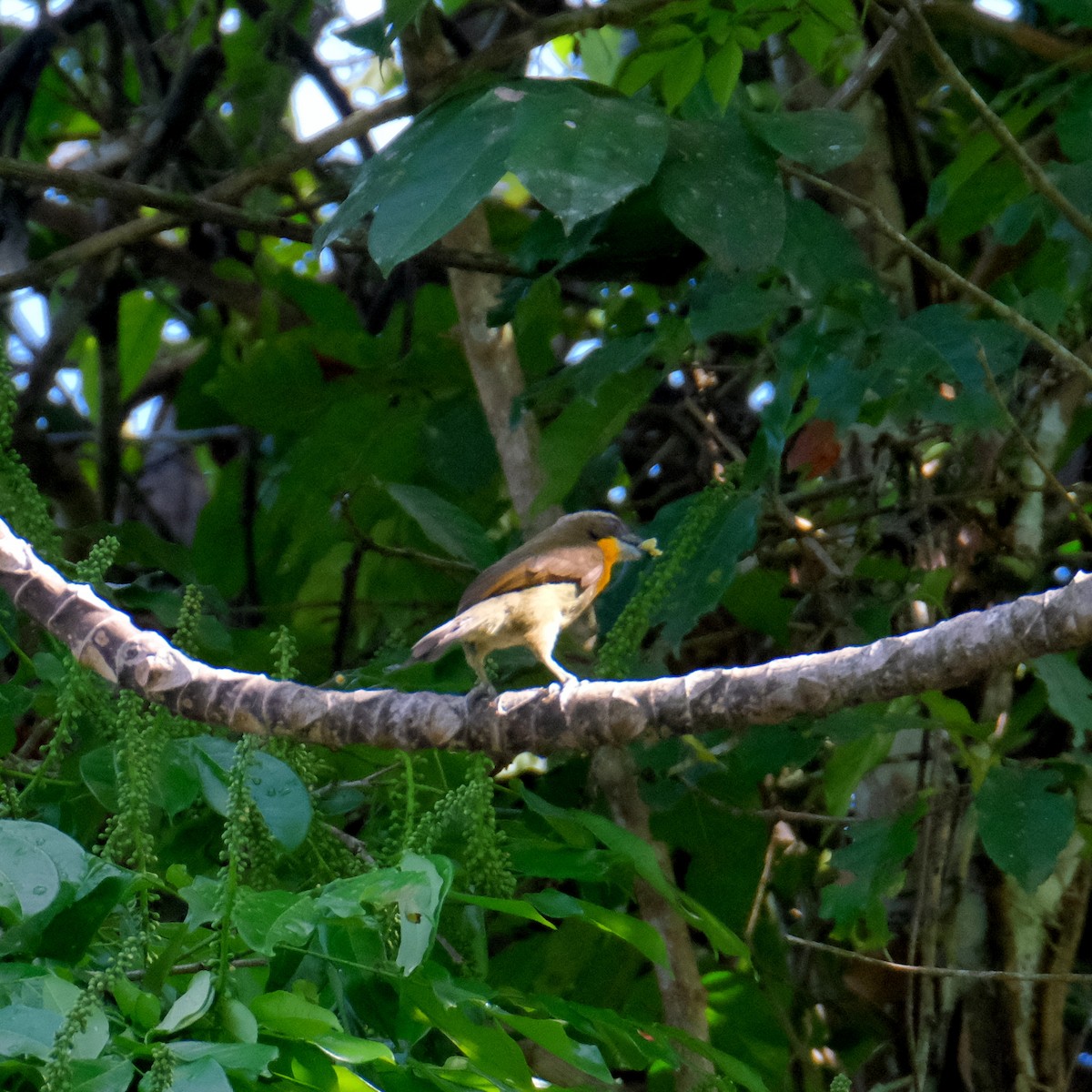 Kırmızı Tepeli Barbet - ML525904221