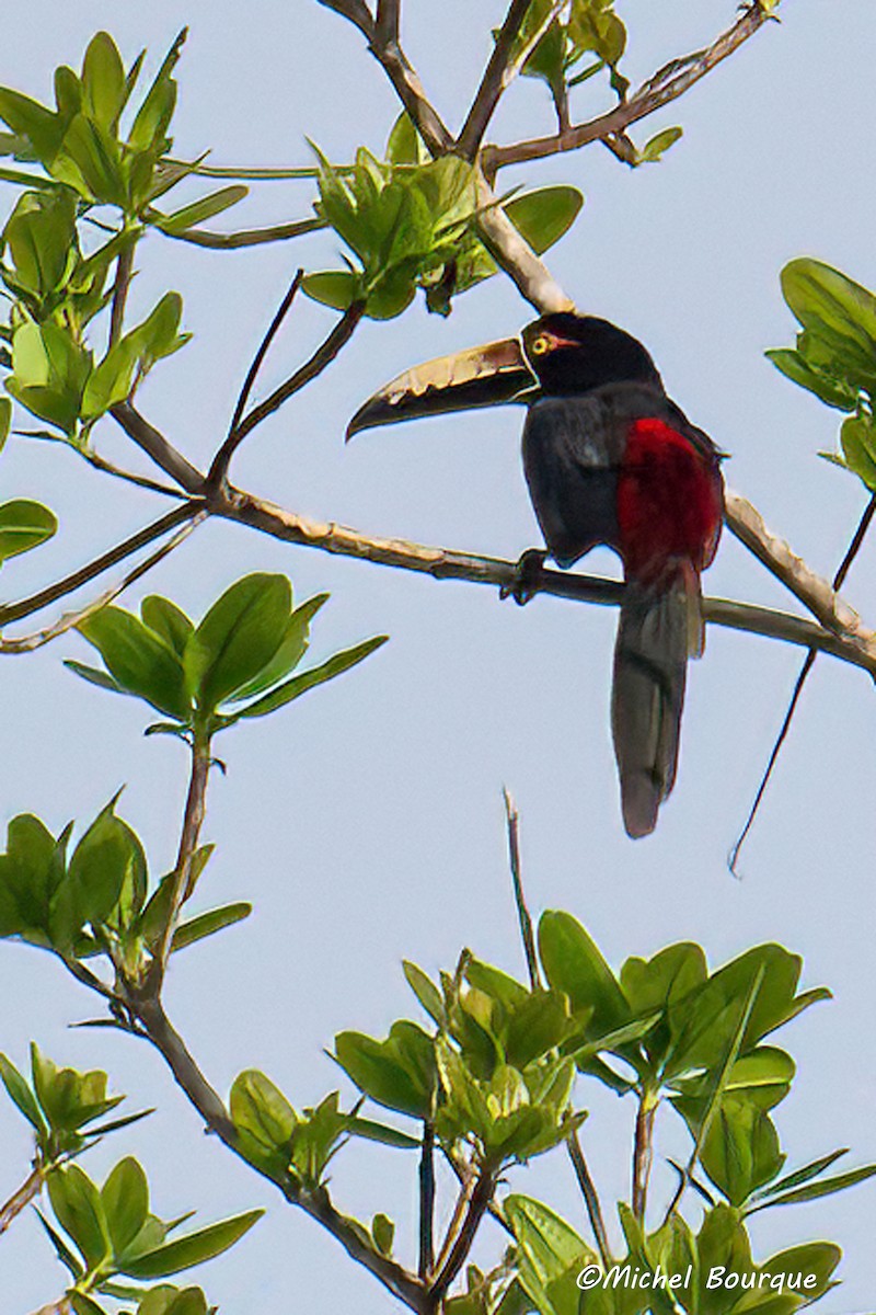 Collared Aracari - ML525904721