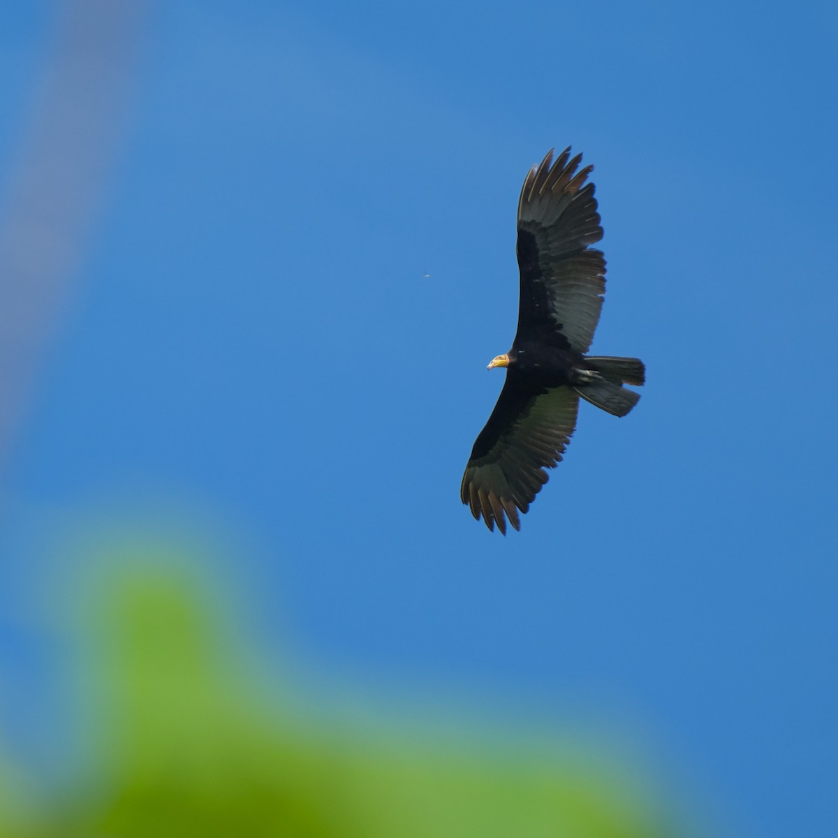 Greater Yellow-headed Vulture - Jean-Marc Emery