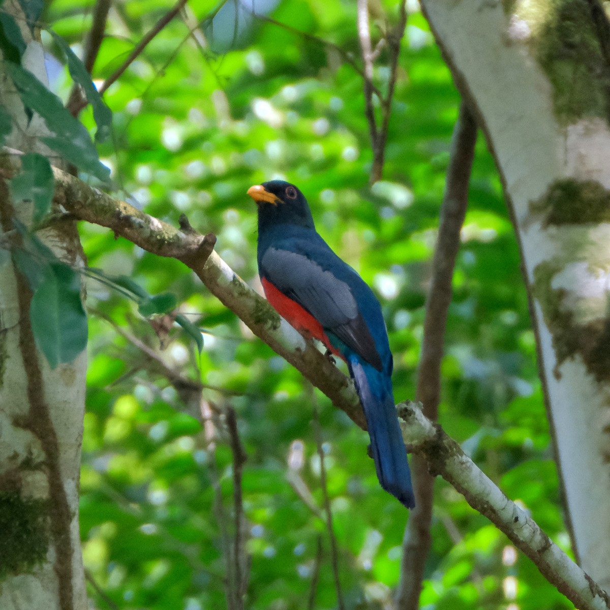 Kara Kuyruklu Trogon - ML525906281