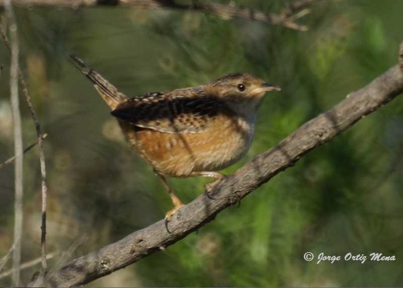 Sedge Wren - ML52590631