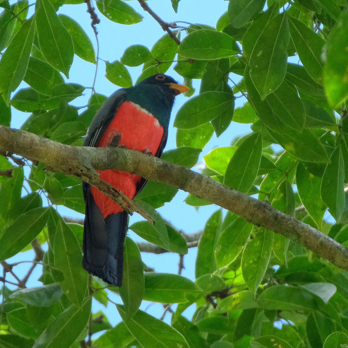 Kara Kuyruklu Trogon - ML525906321