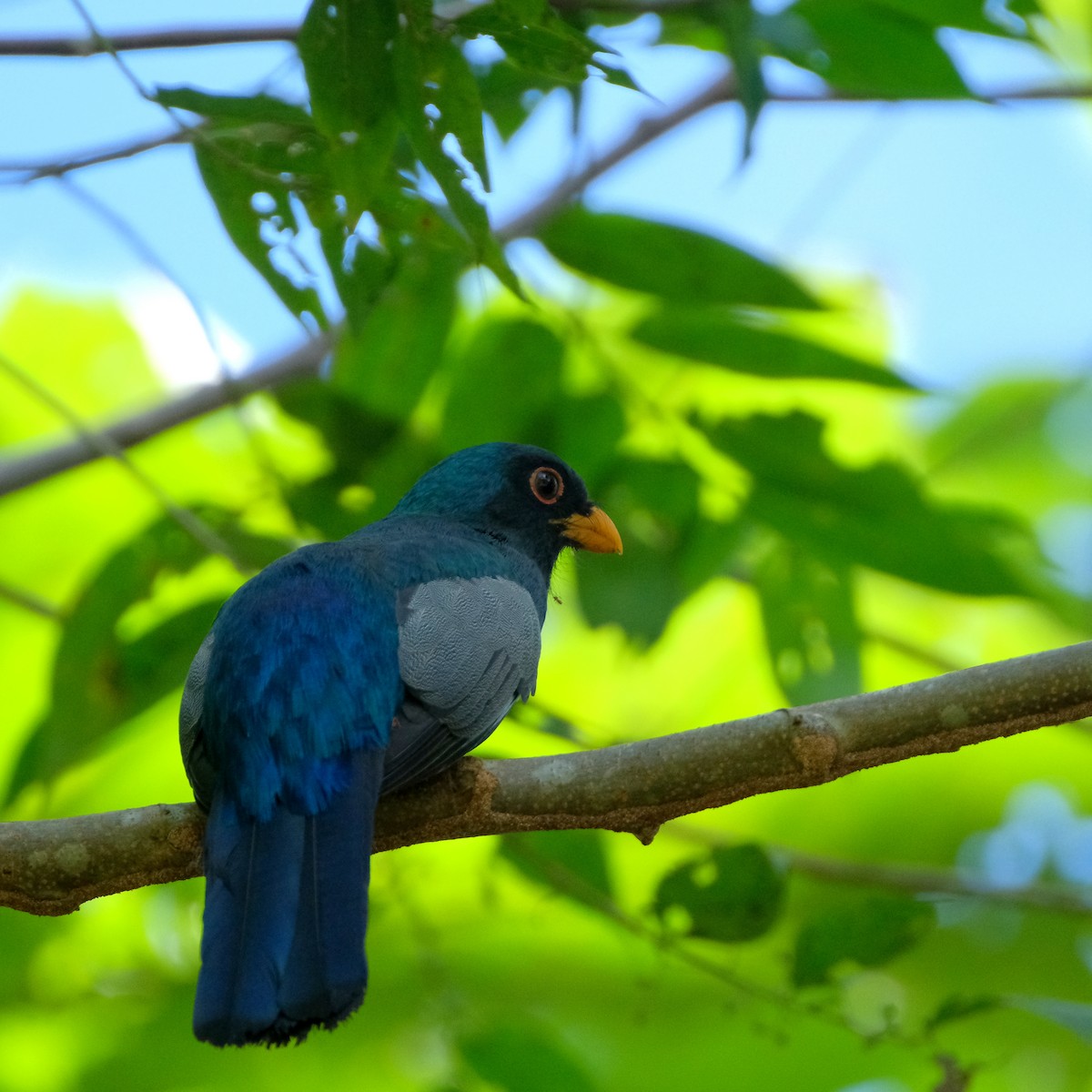 Kara Kuyruklu Trogon - ML525906361