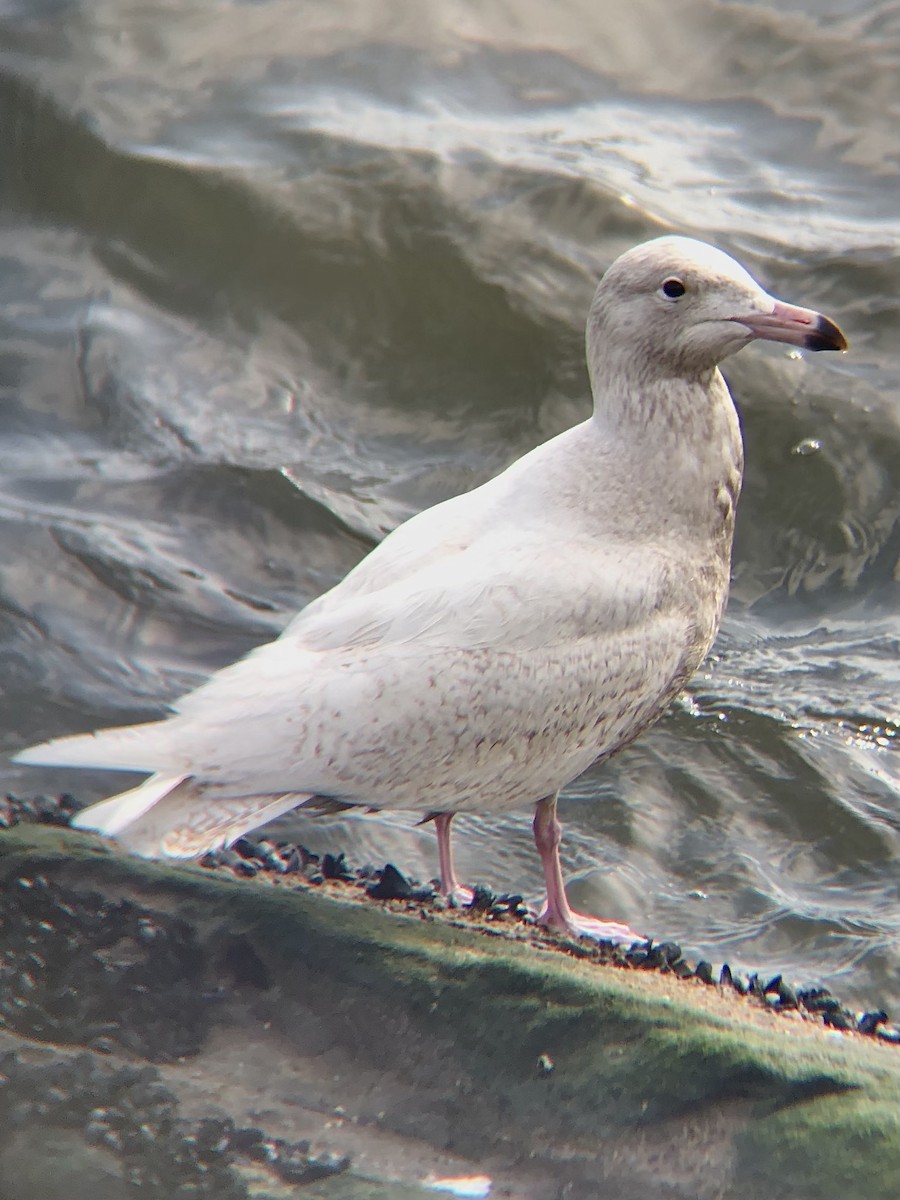 Glaucous Gull - ML525907011