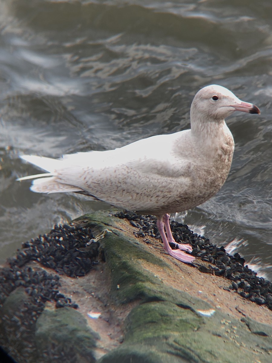 Glaucous Gull - ML525907021