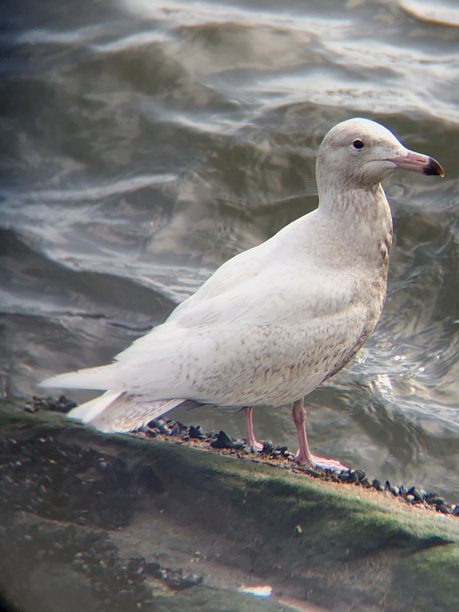 Glaucous Gull - ML525907031