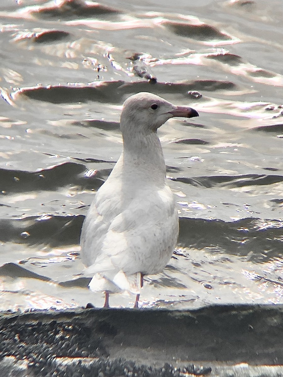 Glaucous Gull - ML525907271