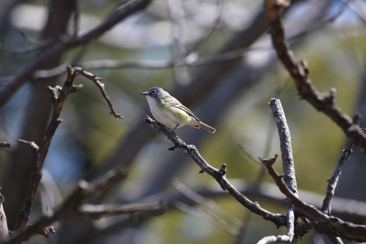 Graukopfvireo - ML525907651