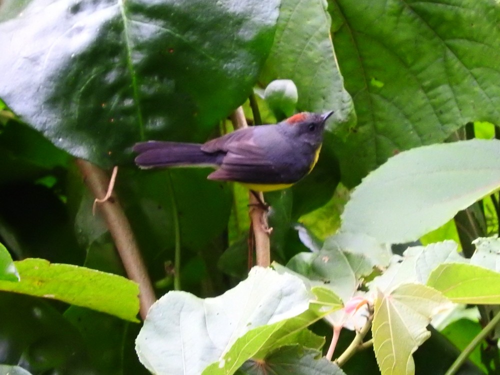 Slate-throated Redstart - ML525907671