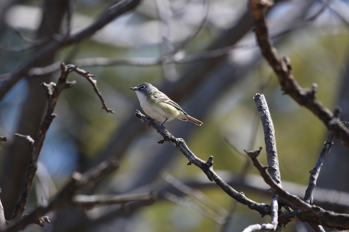 Graukopfvireo - ML525907691