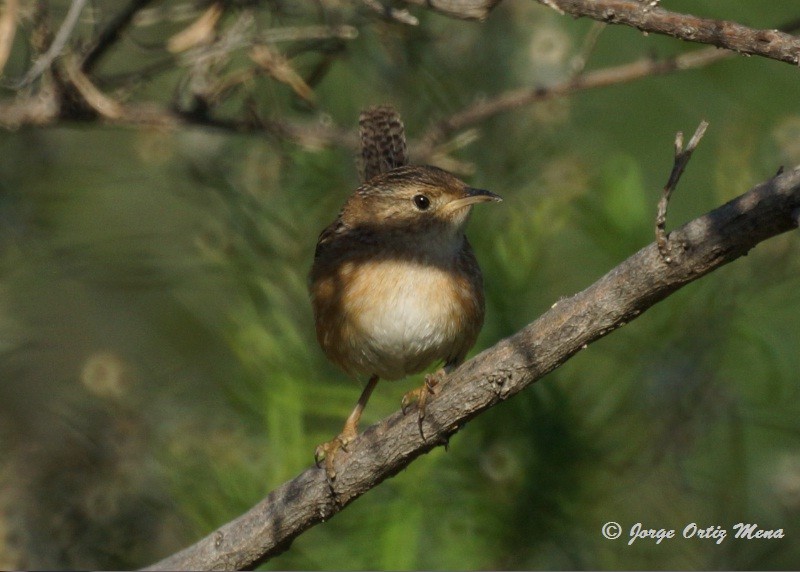 Sedge Wren - ML52590791