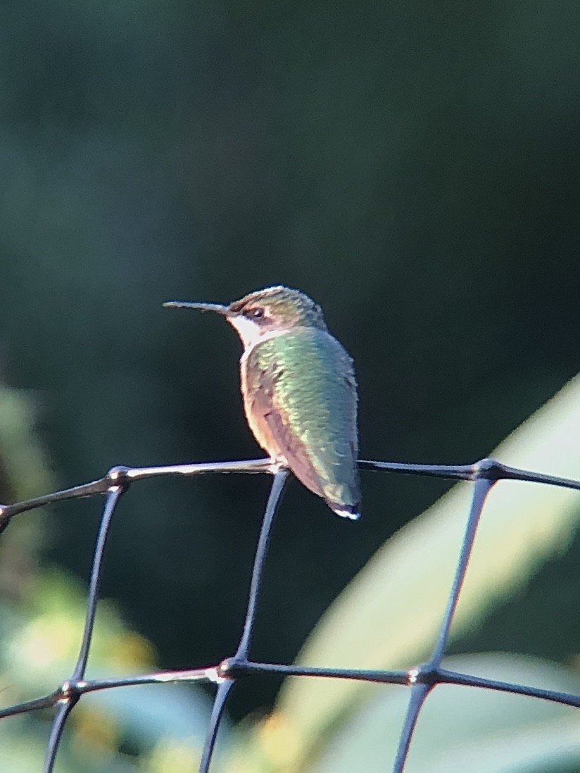 Ruby-throated Hummingbird - ML525908831