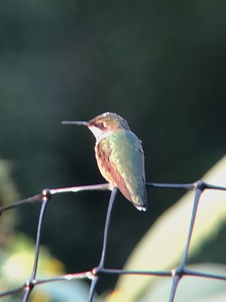 Ruby-throated Hummingbird - ML525908841