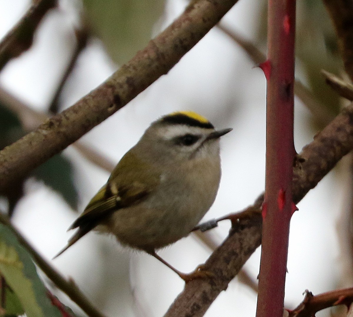 Golden-crowned Kinglet - Mike Fung