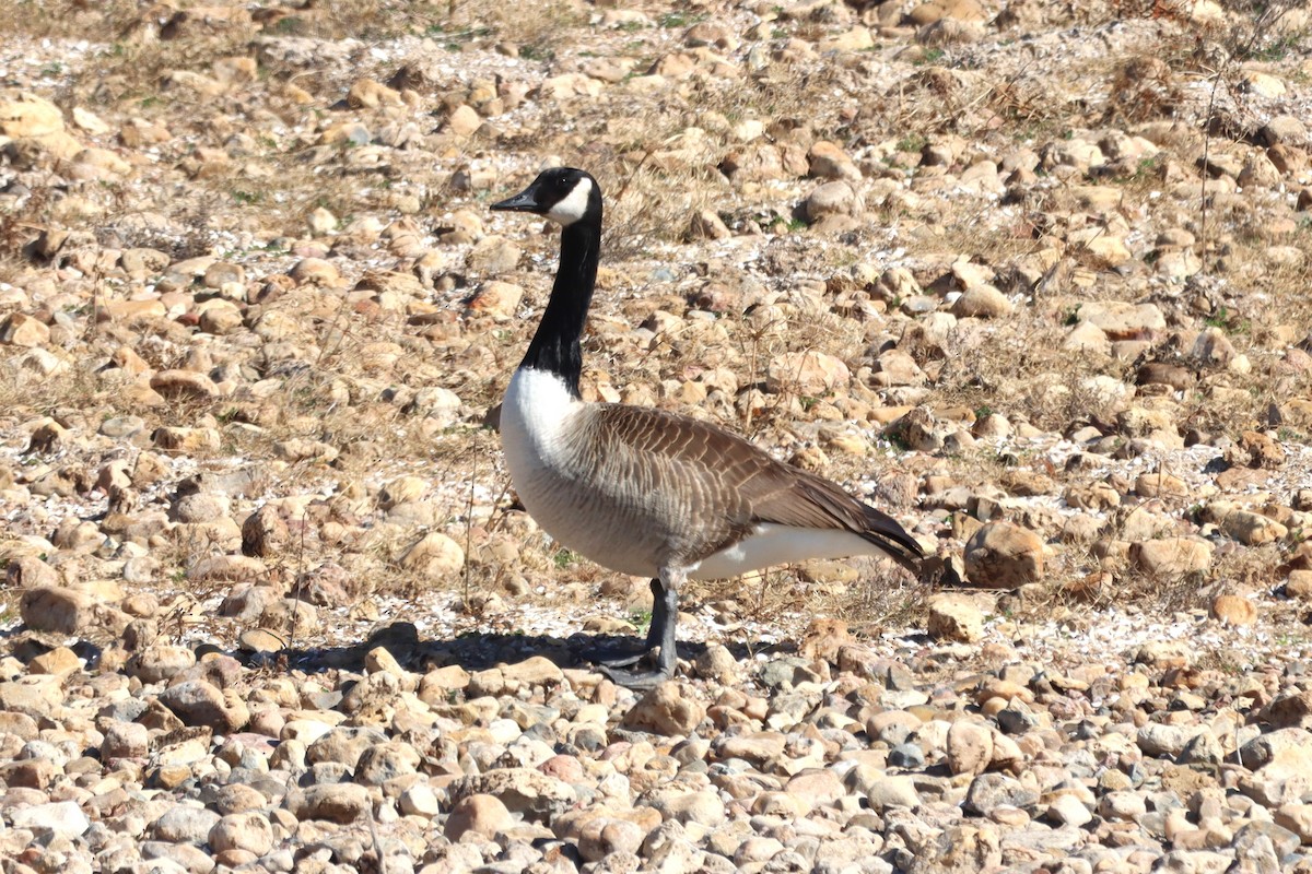 Canada Goose - ML525909291