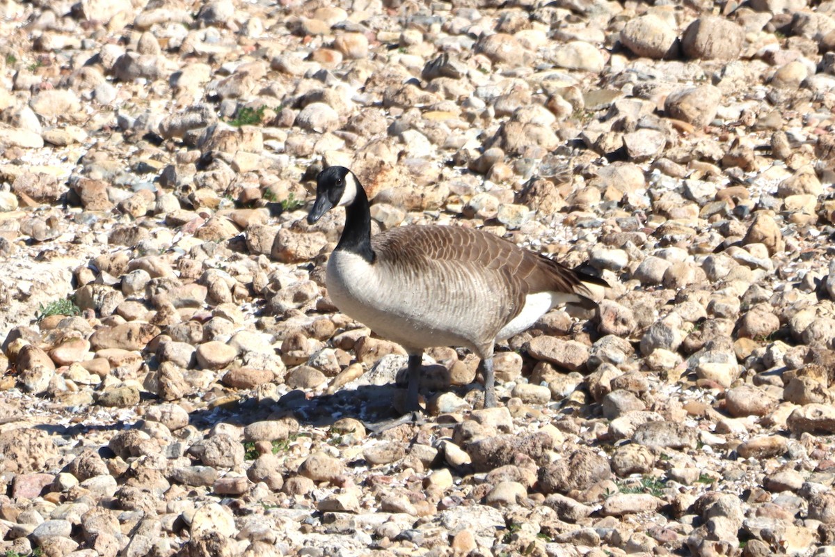 Canada Goose - ML525909351