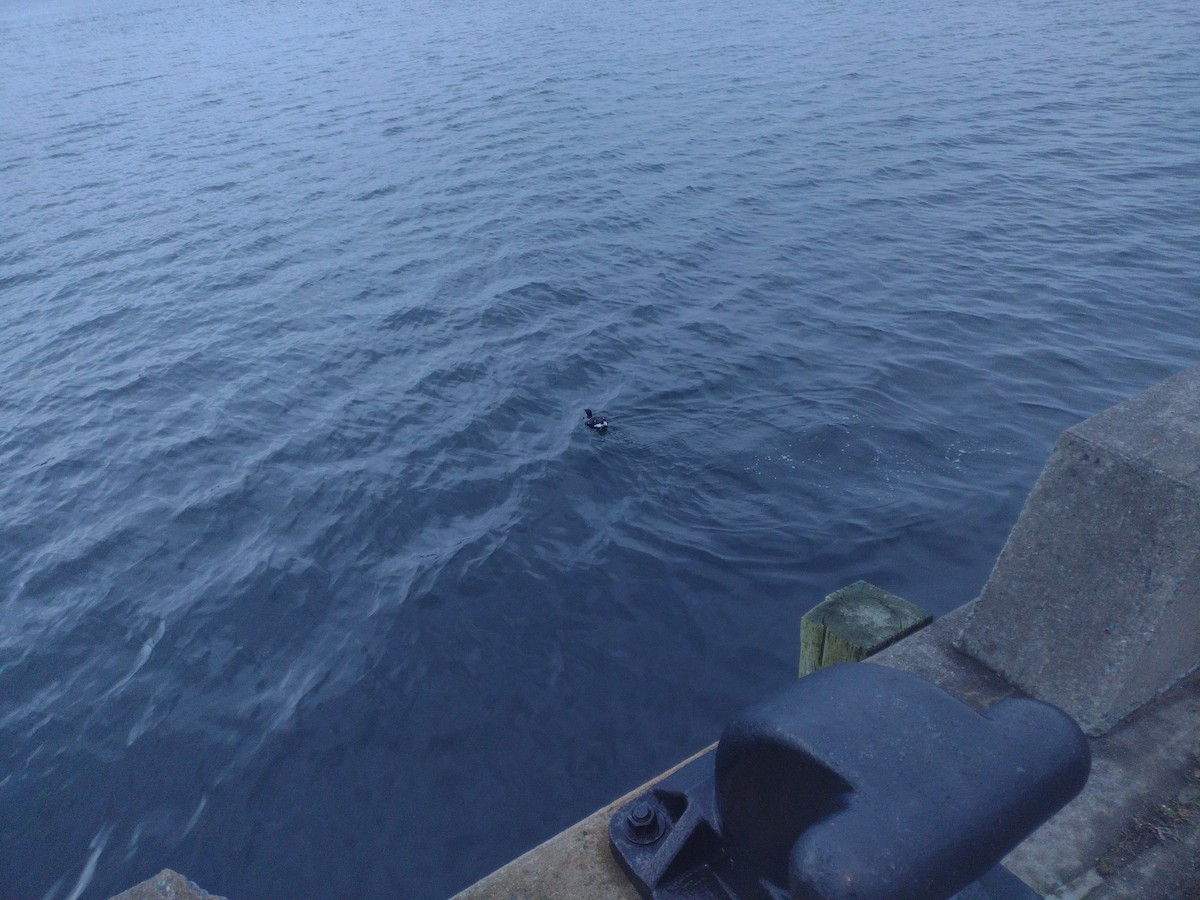 Thick-billed Murre - ML525910141