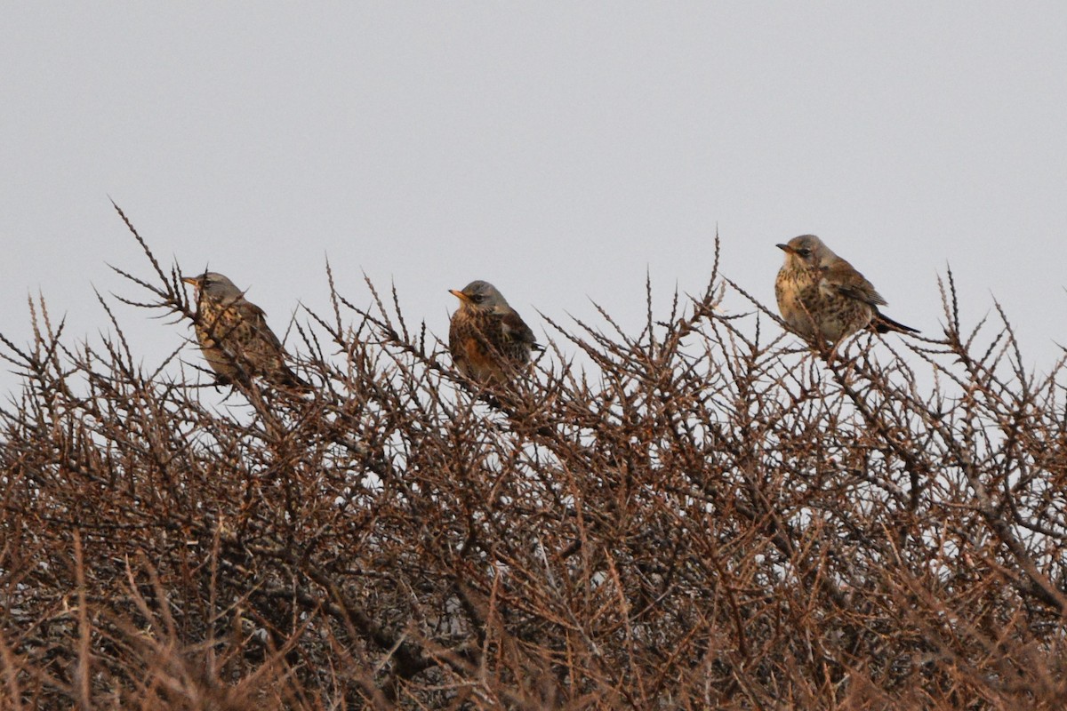 Fieldfare - ML525910251