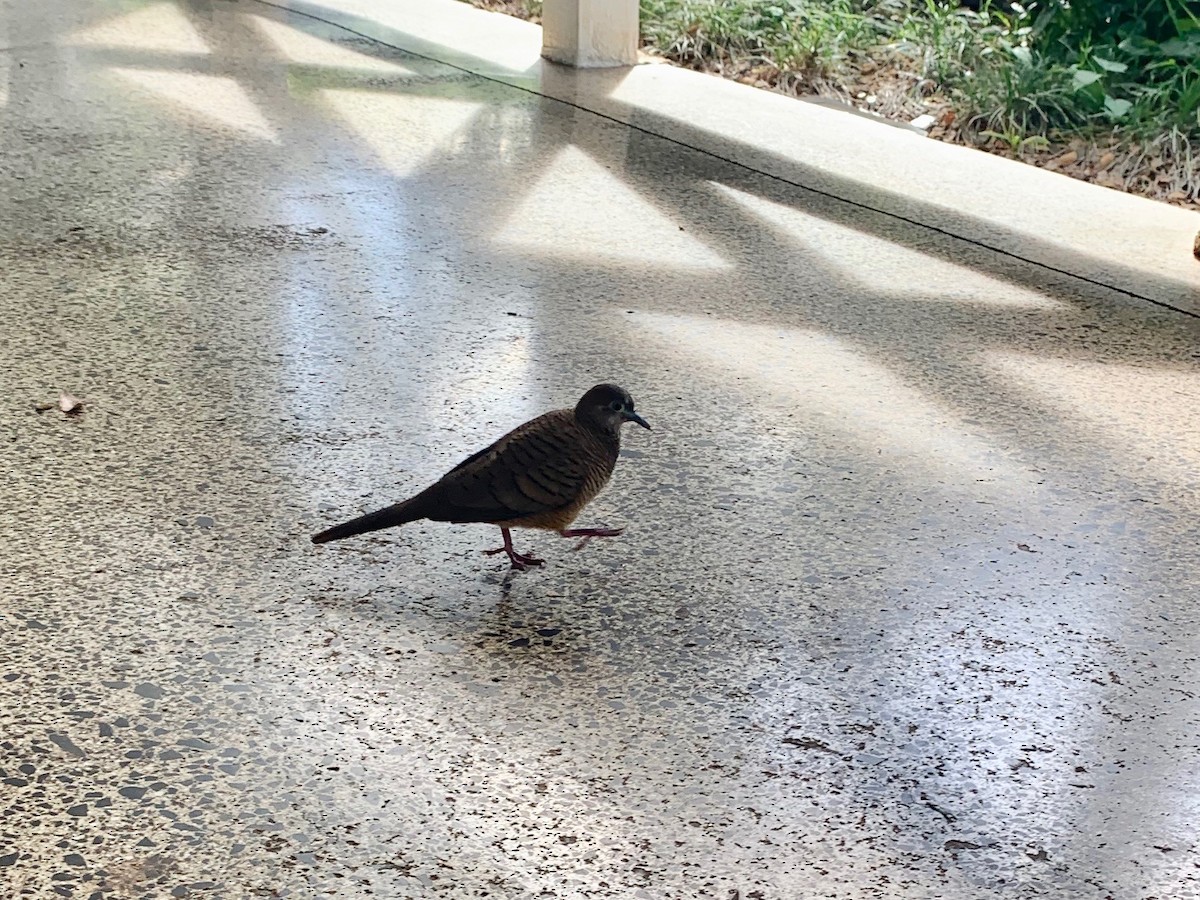 Zebra Dove - ML525911791