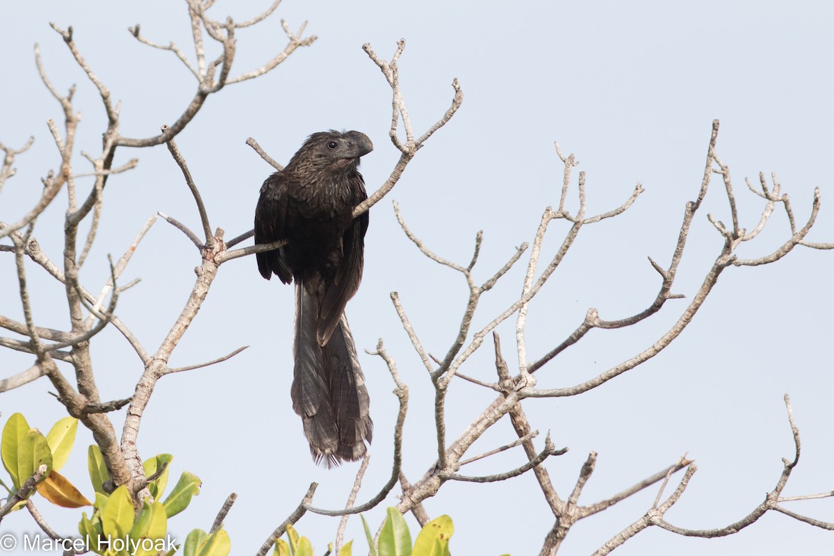 Smooth-billed Ani - ML525911841