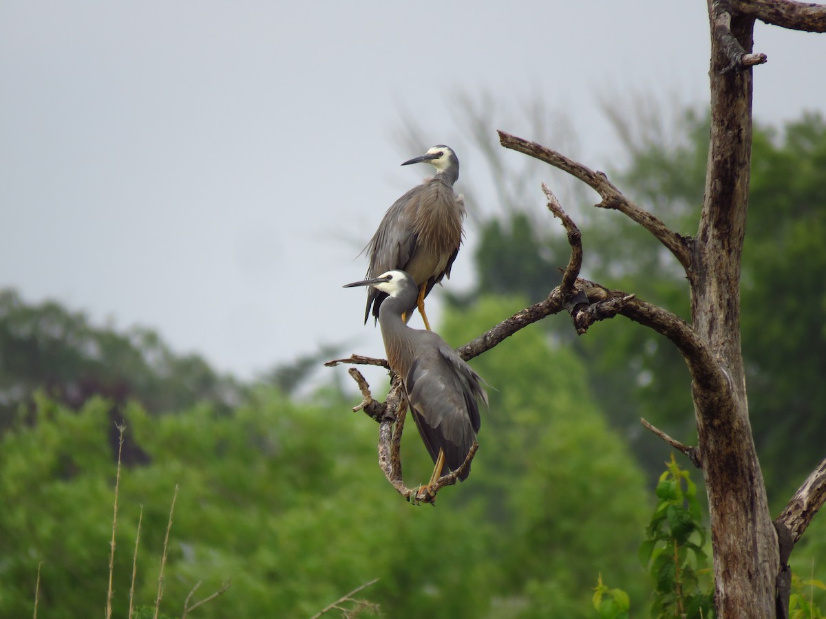 White-faced Heron - Ken Orich