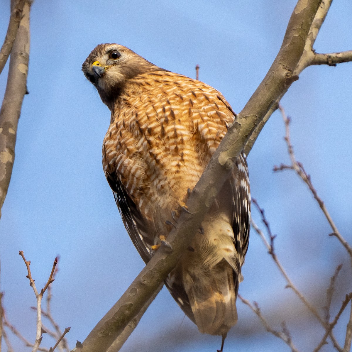 Red-shouldered Hawk - ML525912061