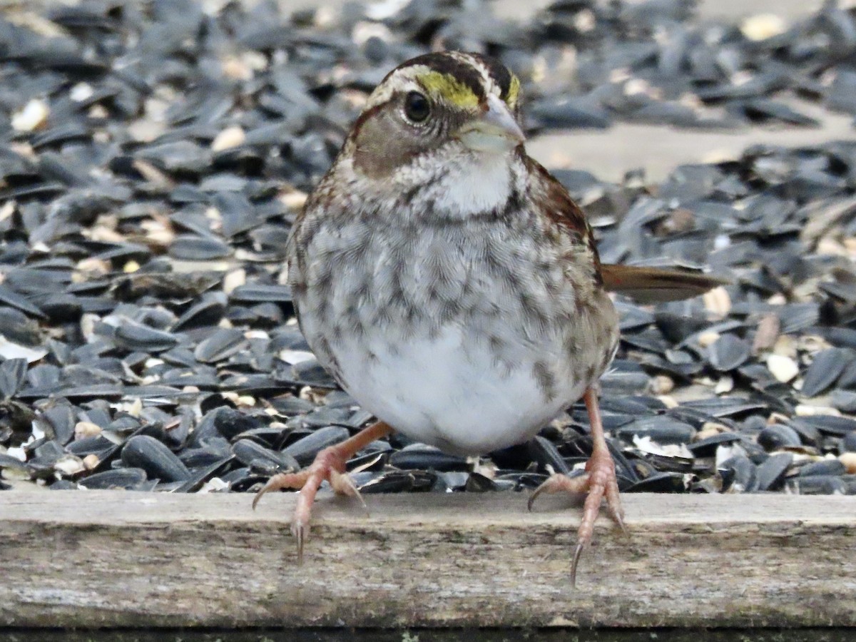 White-throated Sparrow - ML525912401