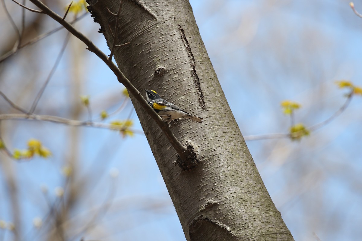 lesňáček žlutoskvrnný (ssp. coronata) - ML525912431