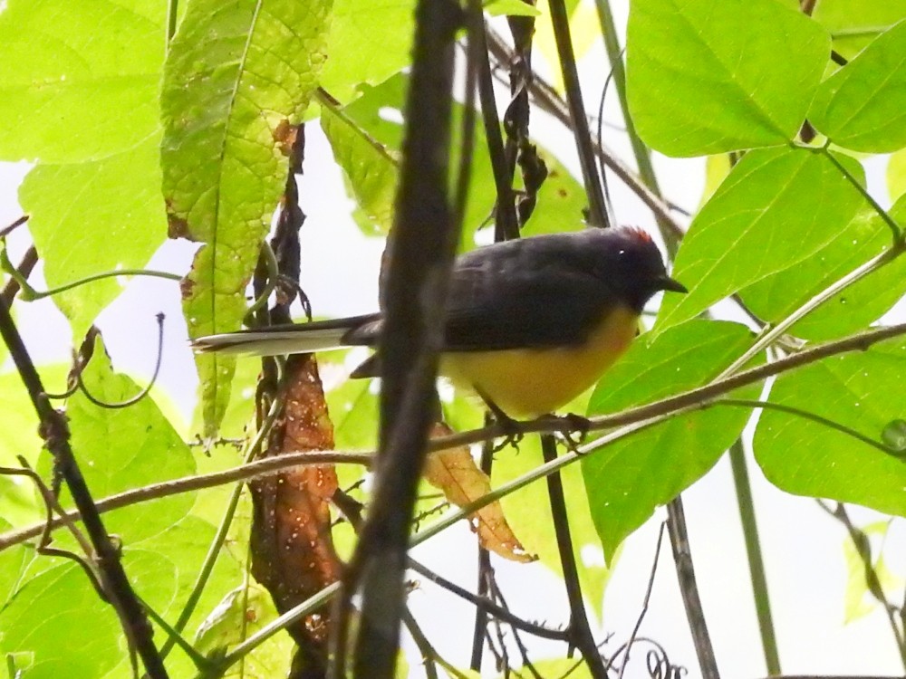 Slate-throated Redstart - ML525912531