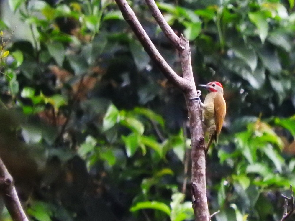 Golden-olive Woodpecker - Fernando Nunes