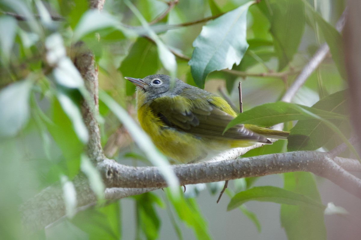 Nashville Warbler - ML525913241