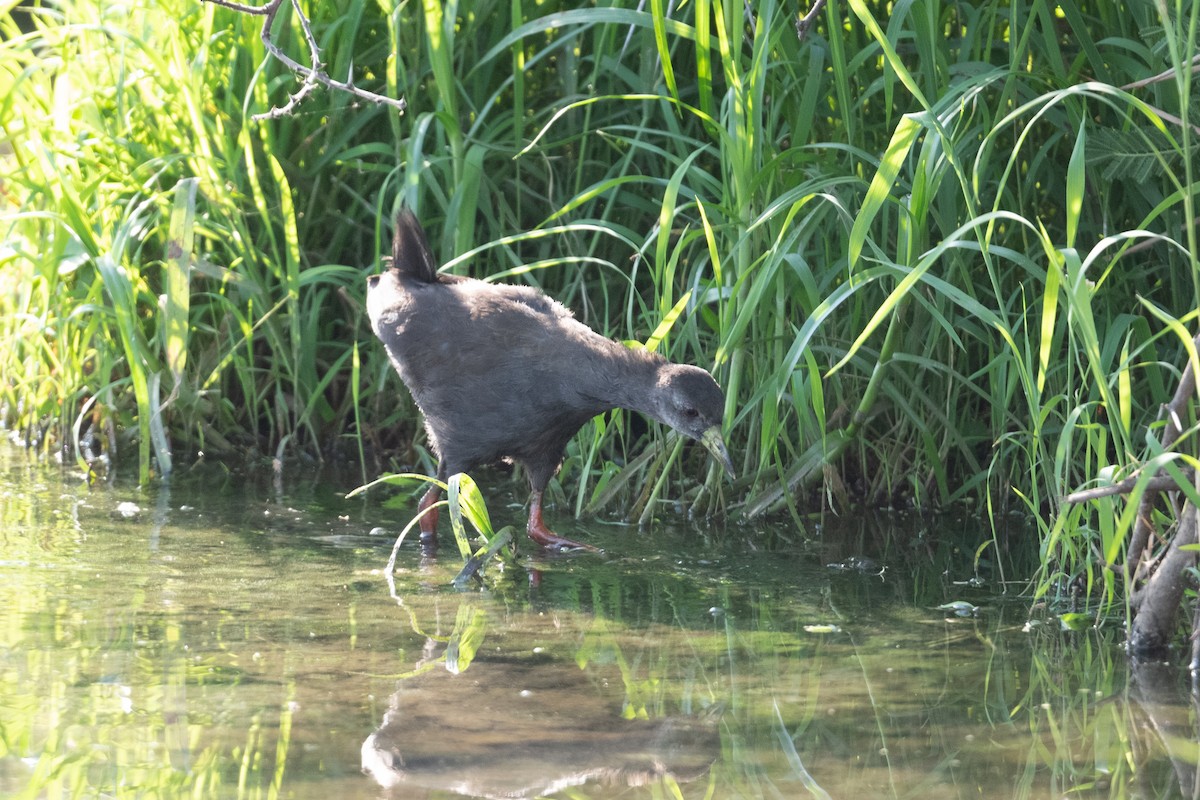 Black Crake - ML525914781