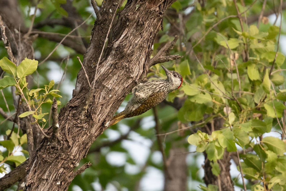 Golden-tailed Woodpecker - ML525914831