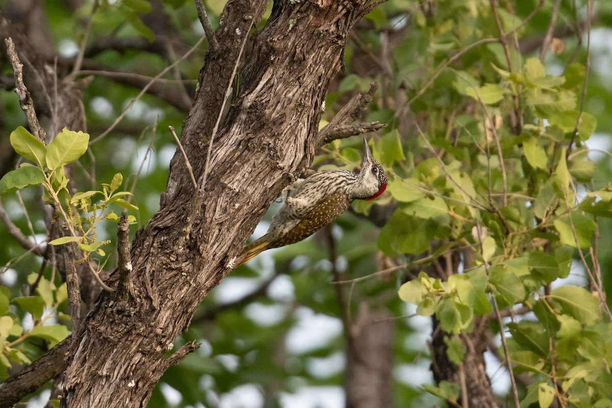 Golden-tailed Woodpecker - ML525914841