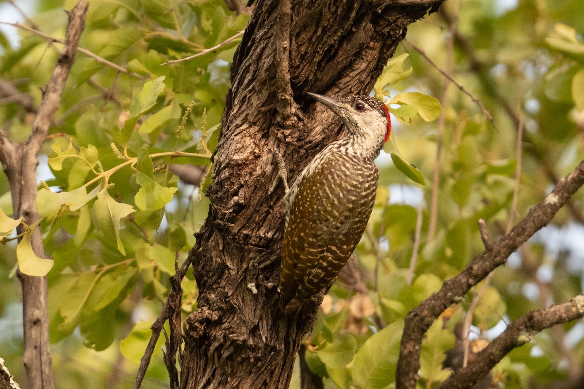 Golden-tailed Woodpecker - ML525914871